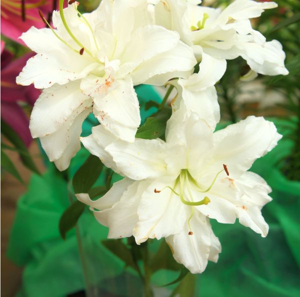 Orientaali-lilja, Ruusulilja